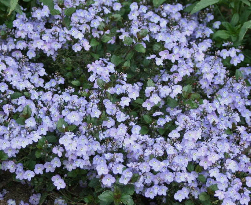 Waterperry Blue Speedwell Live Plant – 4-Inch Pot – Veronica 'Waterperry Blue'