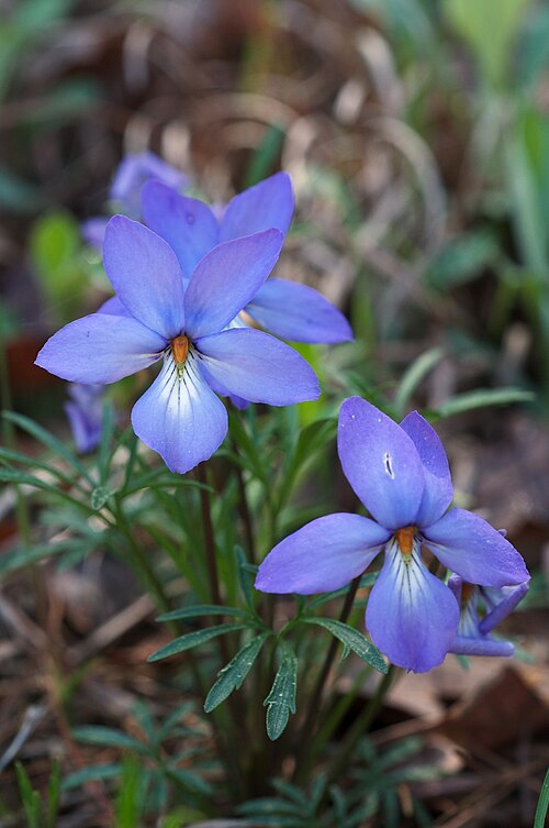 10 Bird’s-Foot Violet Plants (Viola pedata) | Bare-Root Native Wildflower | Prairie & Woodland Perennial | Spring Bloomer
