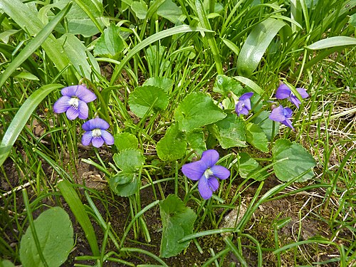 5 Blue Garden Violet (Viola papilionacea) Bare Root Plants | Wild Blue Violet Perennial | Native Shade Flower Ground Cover