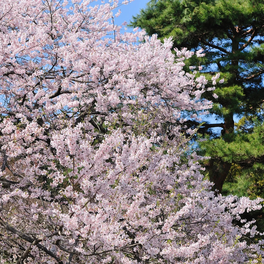 Cherry Tree With Roots 1 Yoshino Cherry Tree – 2ft Tall Bare Root Live Tree – Flowering Ornam ...