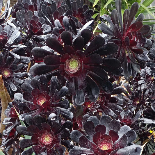 Aeonium Arboreum 'Zwartkopf' Cutting – 3–5" Black Rose Succulent, Unrooted Live Stem, Rare Dark Purple Aeonium Plant
