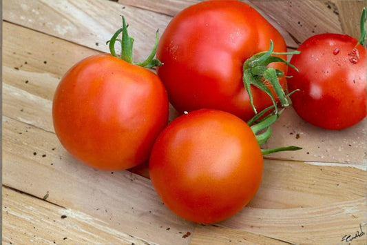 100 mg Seeds Tomato Legend | Disease Resistant | Heirloom Red Slicer | Non-GMO Garden Vegetable