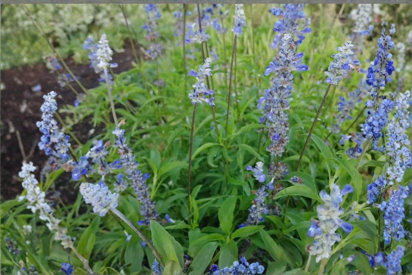 Blue Sage 100 Seeds - Salvia Farinacea, Pollinator Plant