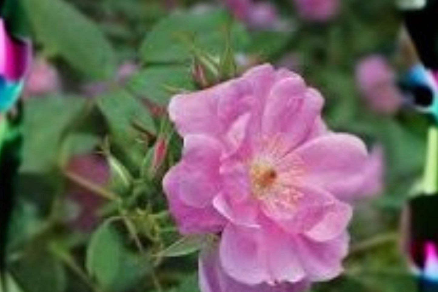 30 Seeds Rosa palustris — Swamp Rose, Native Wetland Shrub for Ponds & Moist Gardens