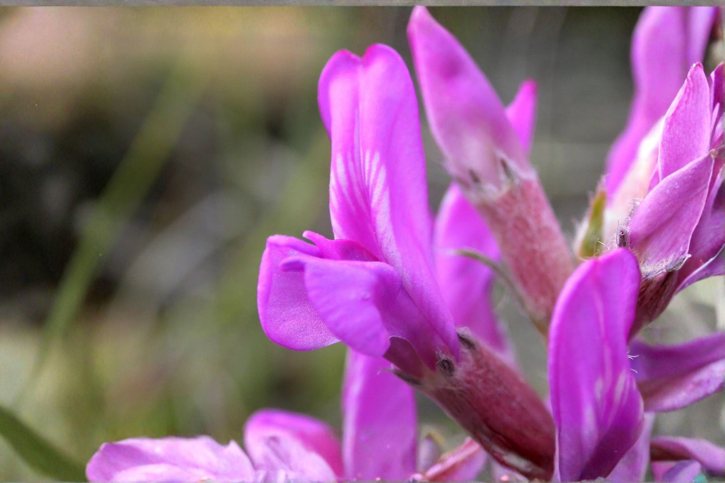 25 Showy Locoweed Seeds – Oxytropis lambertii – Native Wildflower – Drought Tolerant – Purple Prairie Flower
