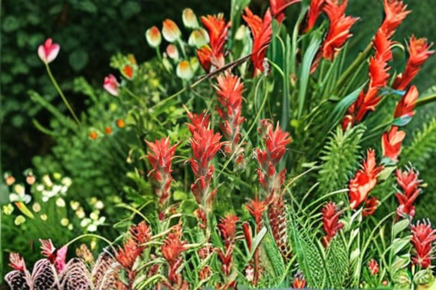 300 Giant Red Indian Paintbrush Seeds: Native Wildflower