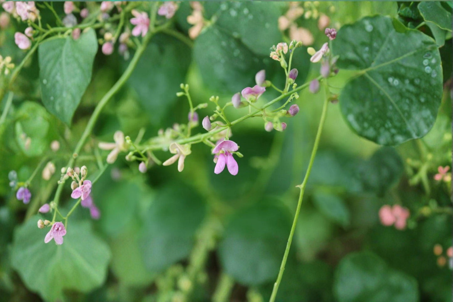 5 Wild Kidney Bean Seeds: Native Perennial Climbing Vine
