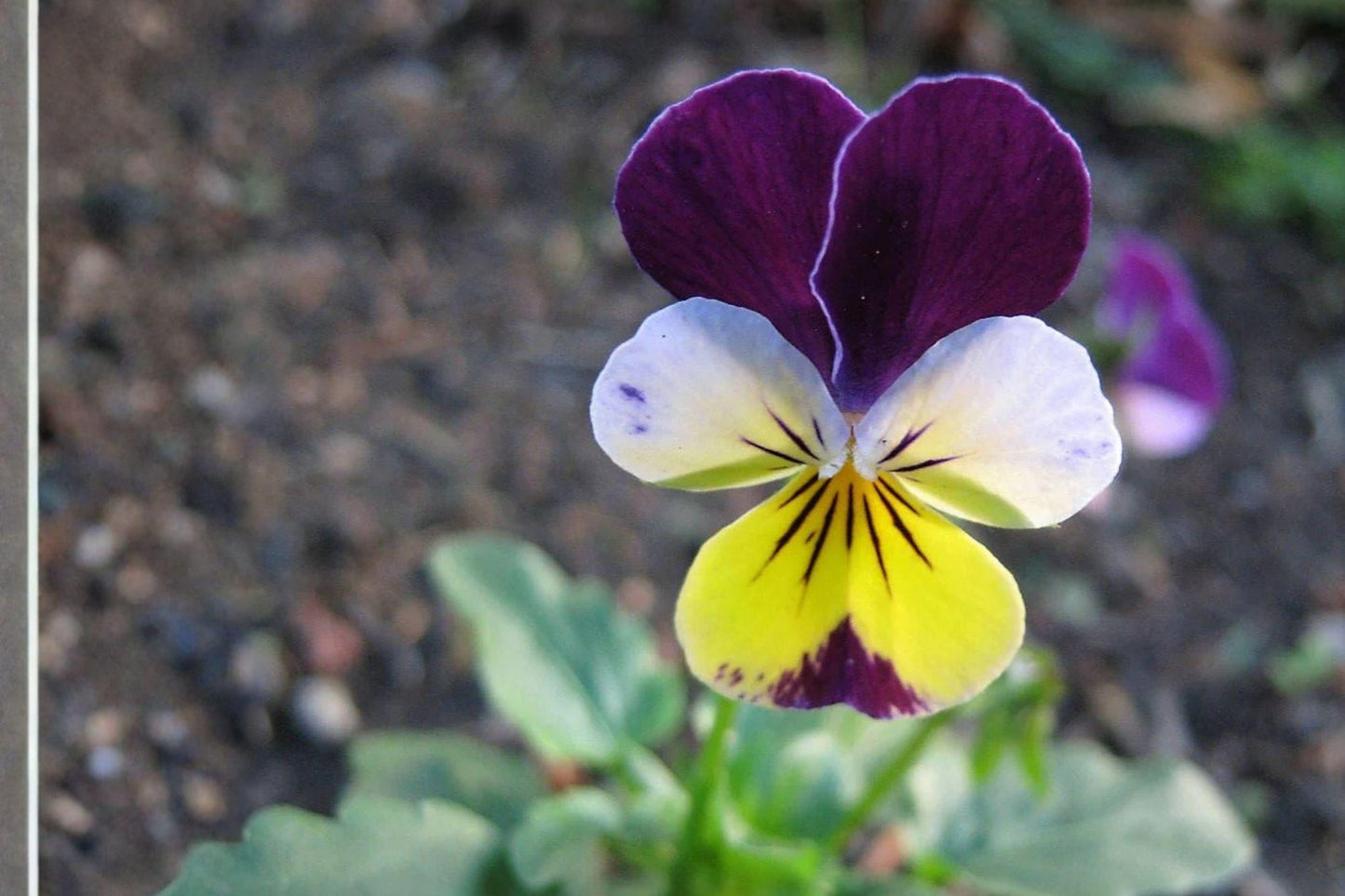 100 Helen Mount Johnny Jump Up Seeds – Viola tricolor – Heirloom Pansy – Edible Flower