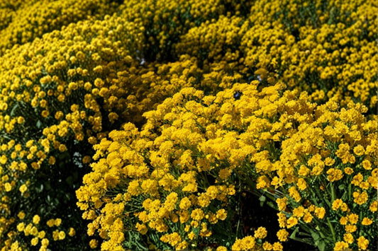 100 Basket of Gold Seeds – Alyssum saxatile – Yellow Rock Garden Flower – Hardy Perennial