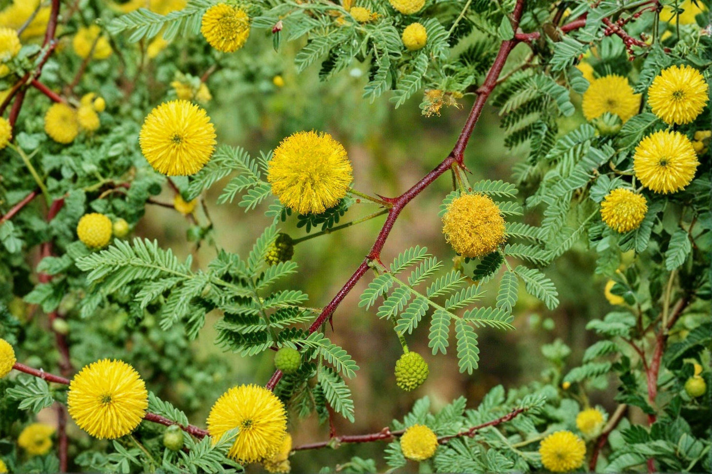 5 Acacia nilotica Seeds - Gum Arabic Tree, Medicinal Drought Tolerant Plant