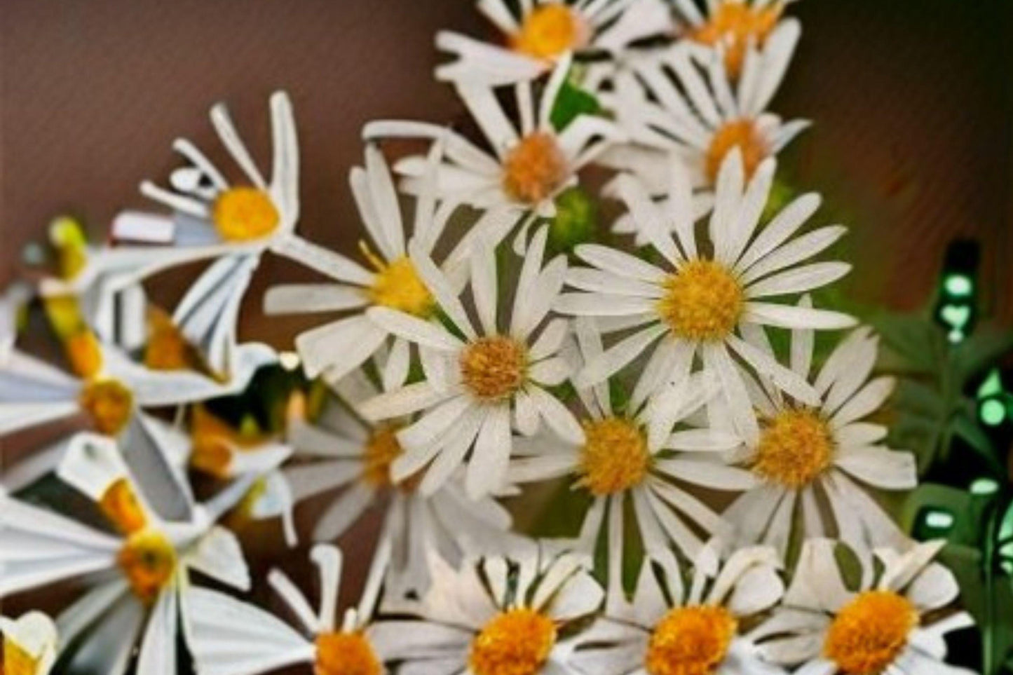 100 Heath Aster Seeds: White Wildflower, Pollinator Perennial