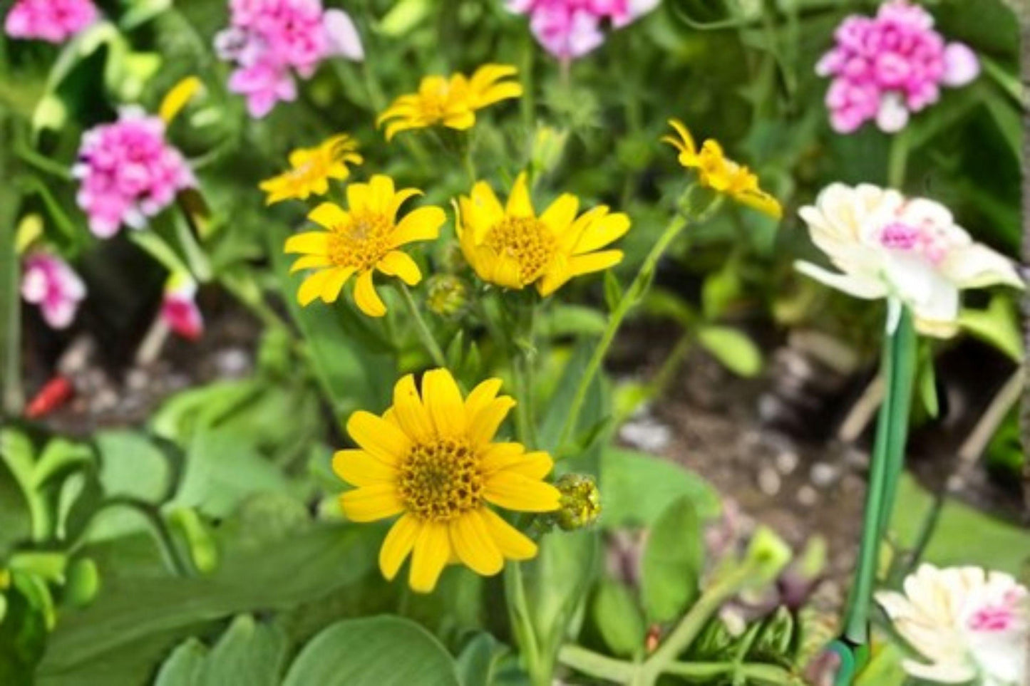 100 Seeds Arnica chamissonis — Meadow Arnica, Native Perennial for Meadows & Pollinator Gardens
