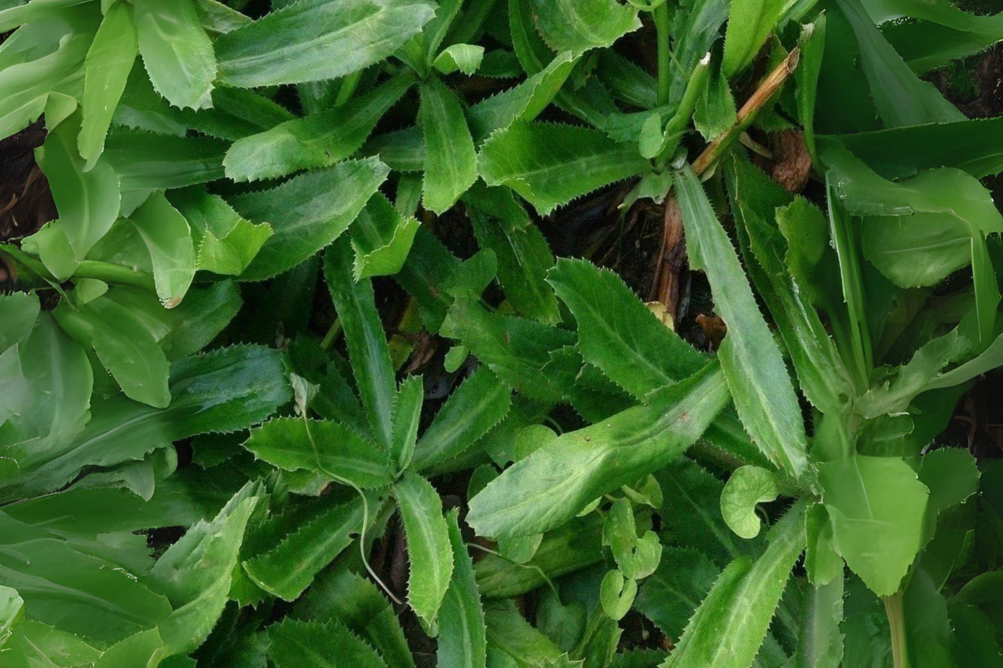 Culantro Seeds: Ngo Gai Vietnamese Herb for Culinary Gardens