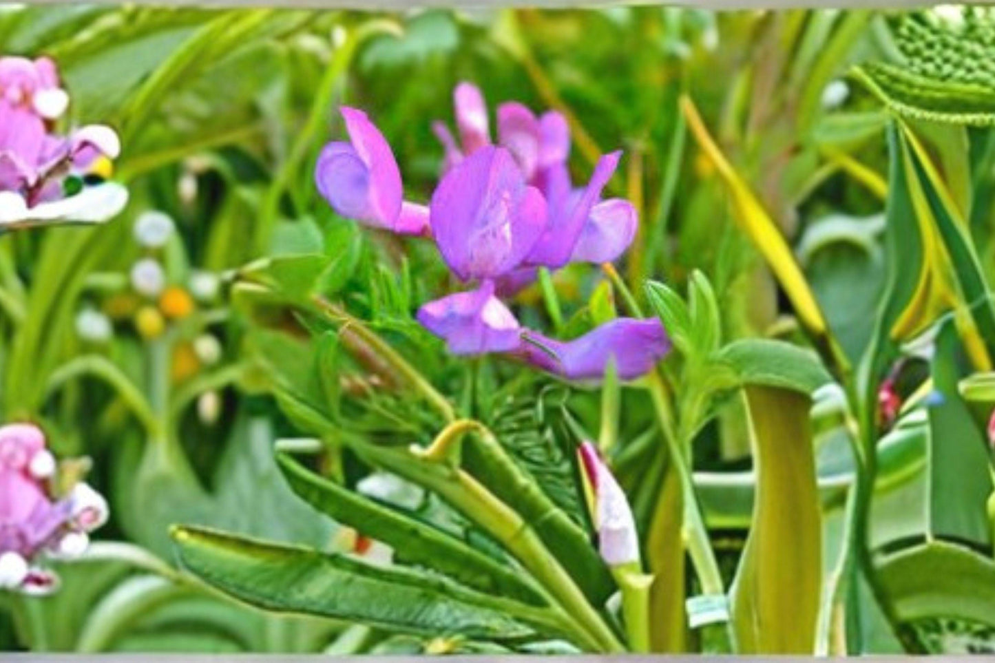 25 American Vetch Seeds – Vicia americana – Native Legume – Pollinator Plant – Nitrogen Fixer