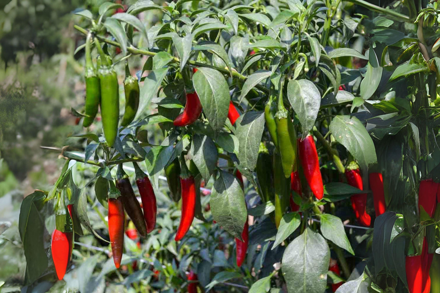 Serrano Tampiqueno Pepper Seeds | Spicy Heirloom, Non-GMO (250 mg)