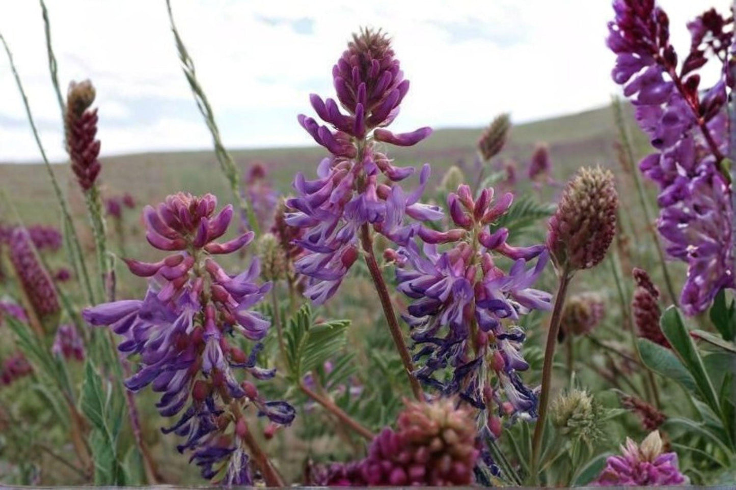 15 Seeds Astragalus convallarius — Whisk Broom Milkvetch, Drought-Tolerant Native Perennial