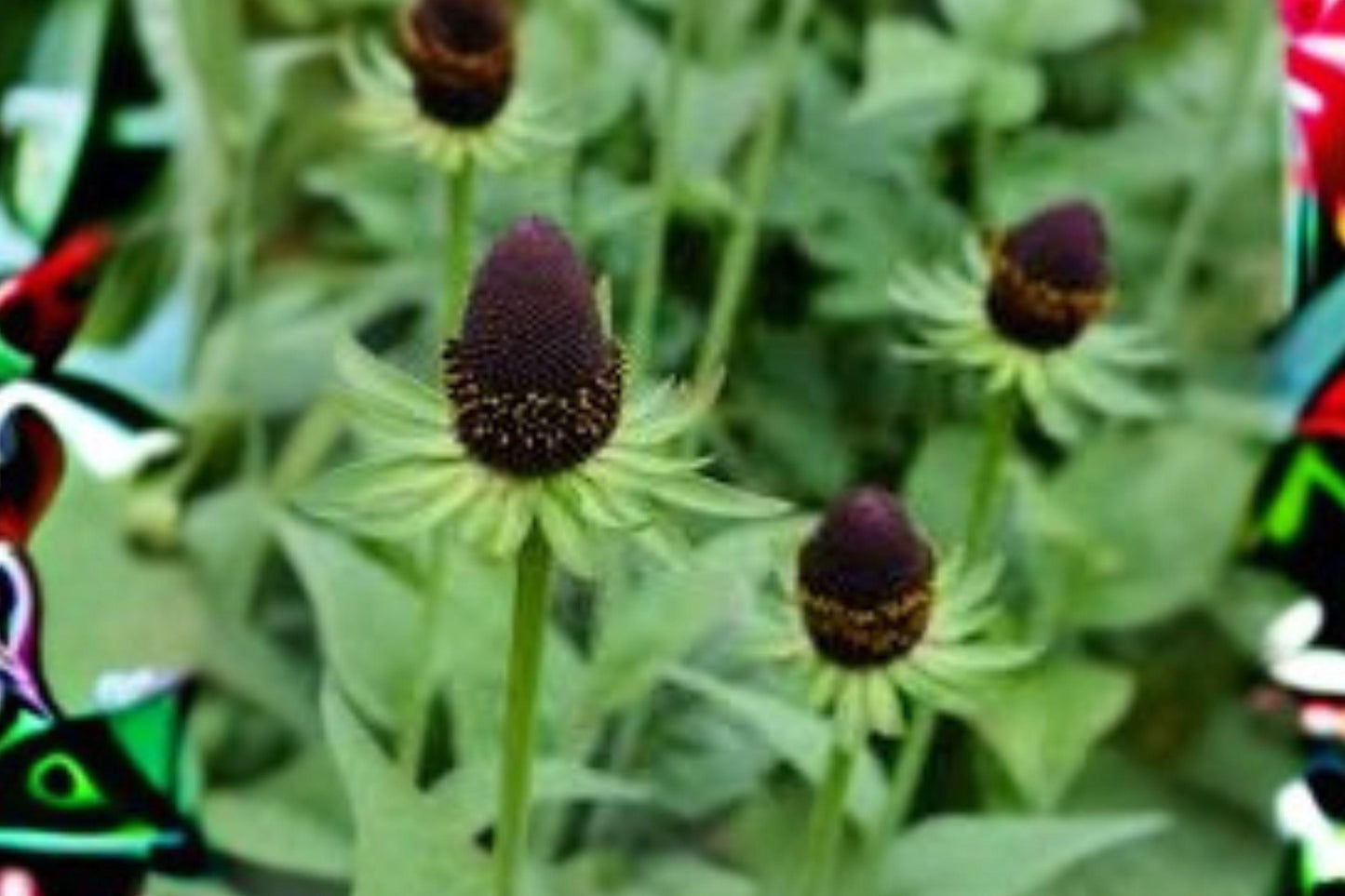 75 Western Coneflower Seeds – Rudbeckia occidentalis – Native Wildflower – Pollinator Plant – Unique Perennial