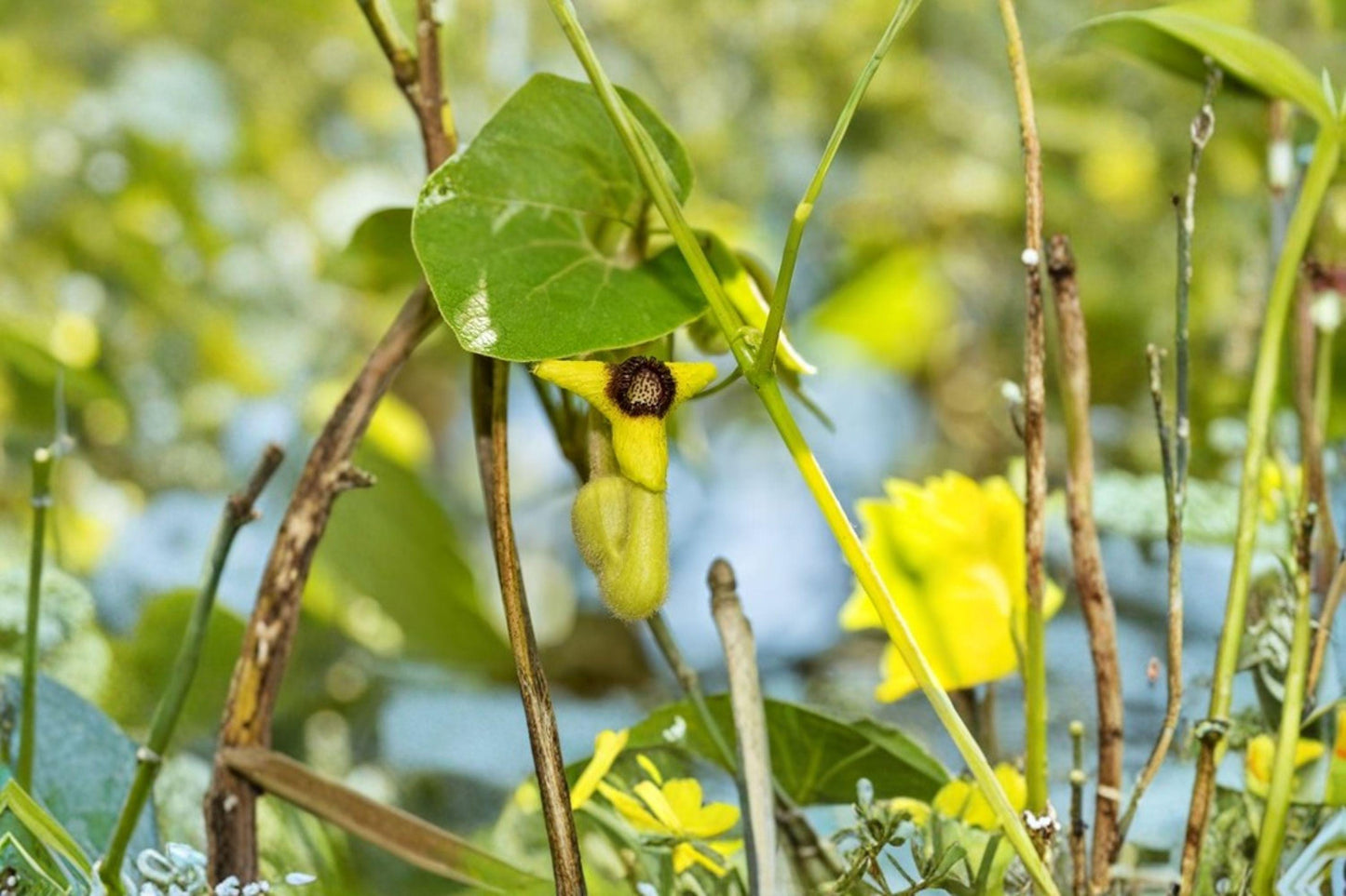 10 Dutchman's Pipevine Seeds – Hardy Shade Climber, Swallowtail Host