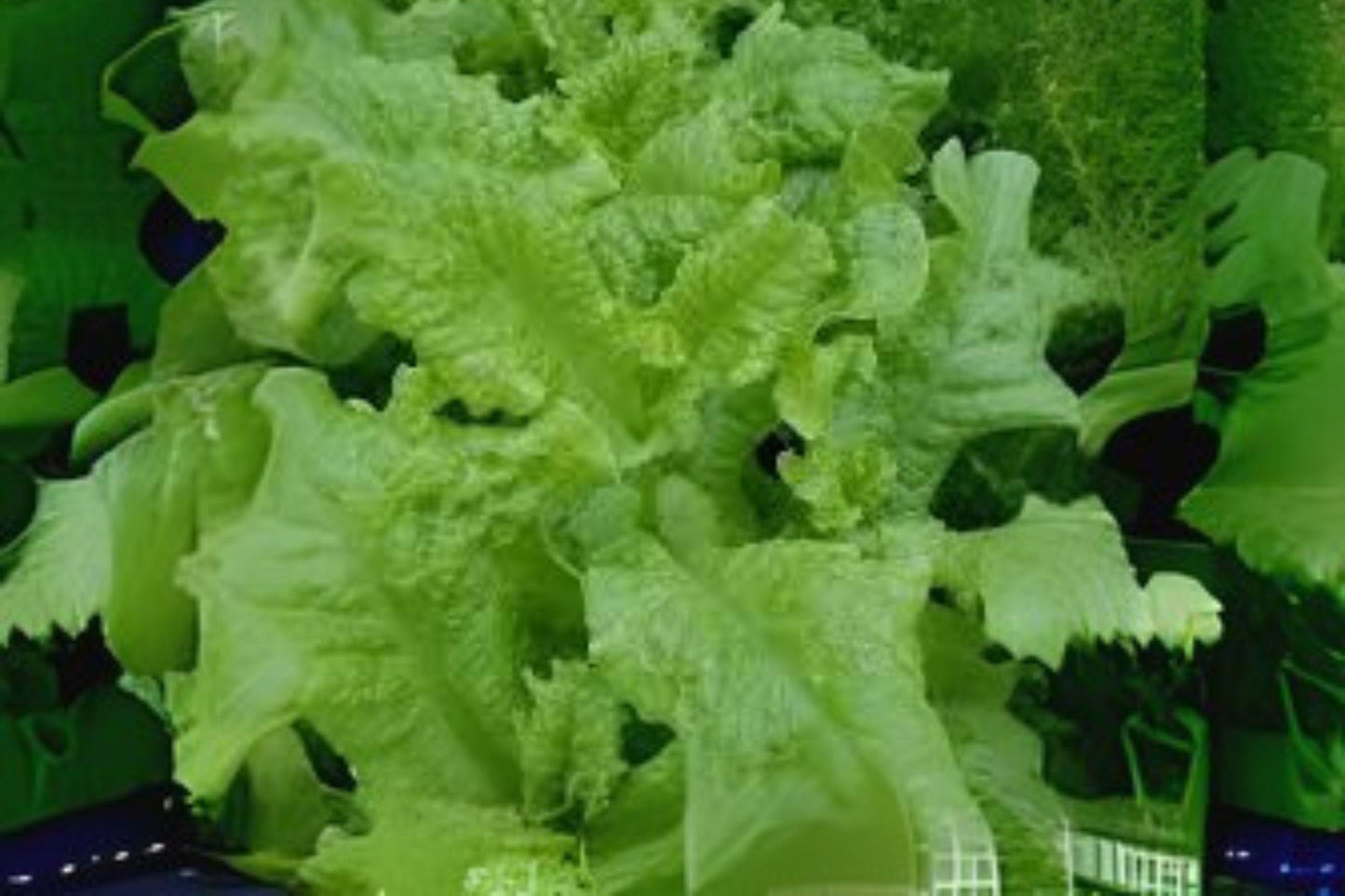 Black Seeded Simpson Lettuce Seeds: Heirloom Leafy Greens - 700 Seeds