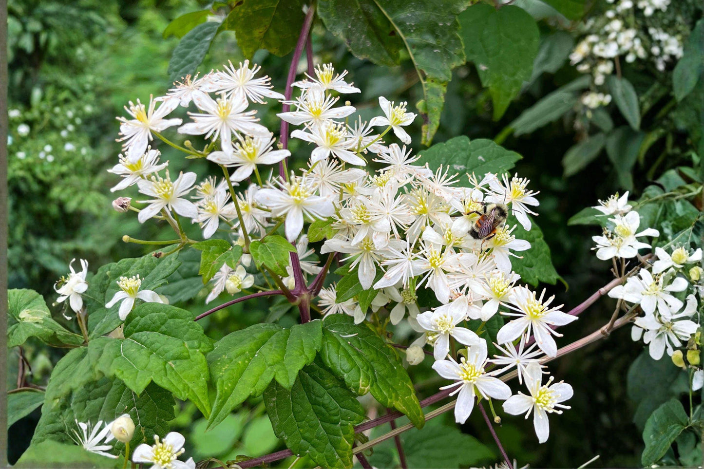 Virgin's Bower Vine Seeds: Fragrant White Clematis (100 mg)