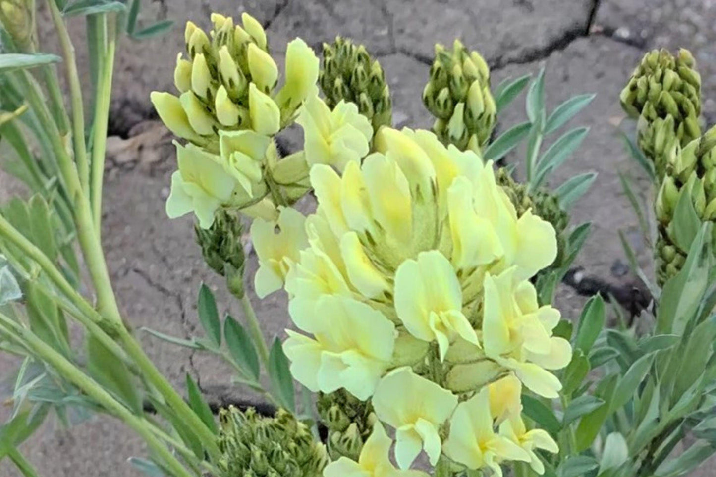 25 Silky Locoweed Seeds – Oxytropis sericea – Native Wildflower – Drought Tolerant – Prairie Plant Seeds