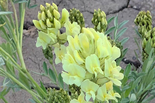 25 Silky Locoweed Seeds – Oxytropis sericea – Native Wildflower – Drought Tolerant – Prairie Plant Seeds