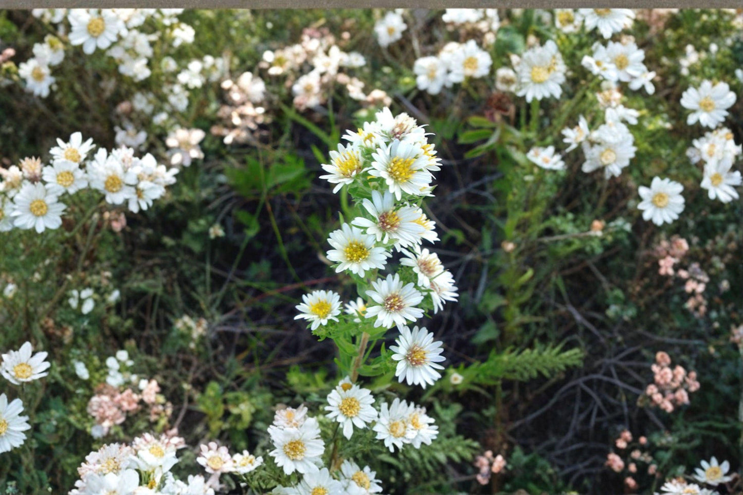 100 Prairie Aster Seeds – Symphyotrichum turbinellum – Native Wildflower