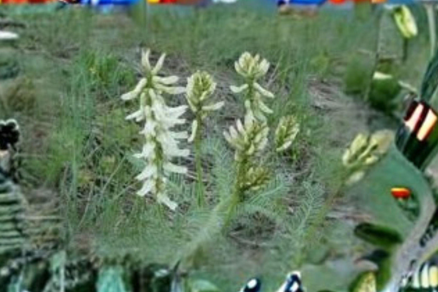 30 Seeds Astragalus drummondii — Woolly Milkvetch, Hardy Native Perennial for Dry & Open Landscapes