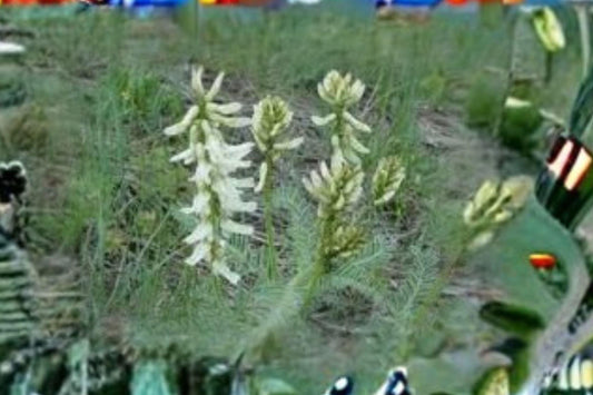 30 Seeds Astragalus drummondii — Woolly Milkvetch, Hardy Native Perennial for Dry & Open Landscapes