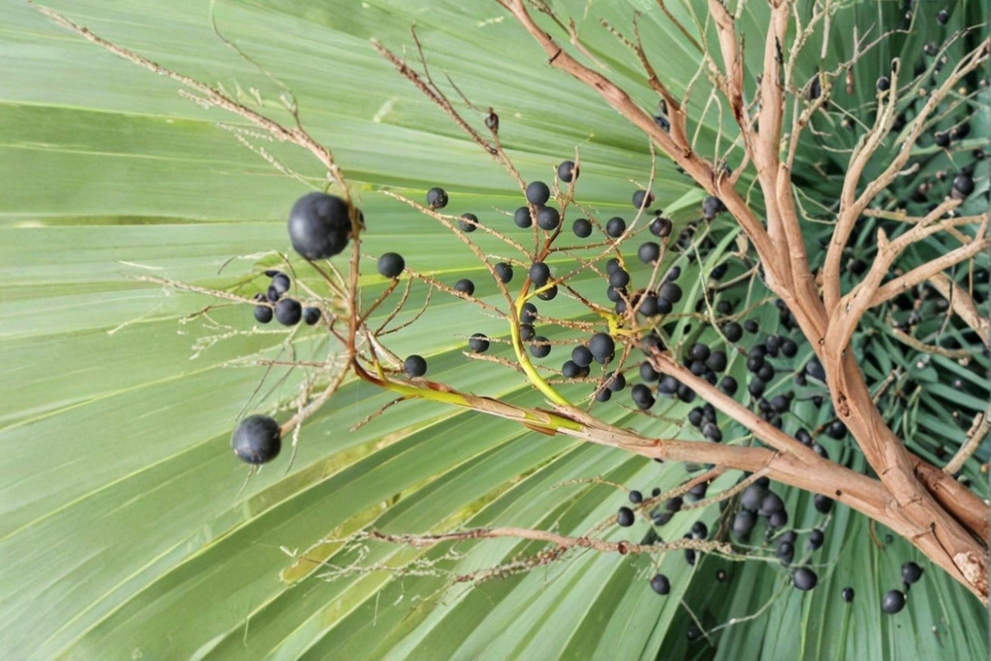 5 Sabal Palmetto Seeds – Native Cabbage Palm Tree, Cold Hardy