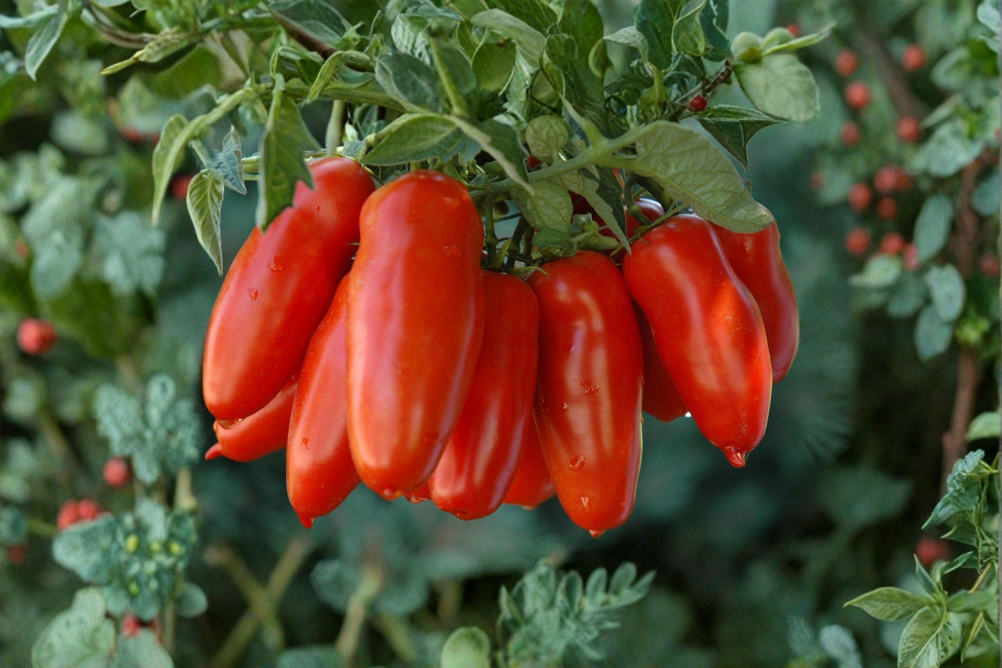 San Marzano Tomato Seeds: Italian Heirloom Paste Tomato (100mg)