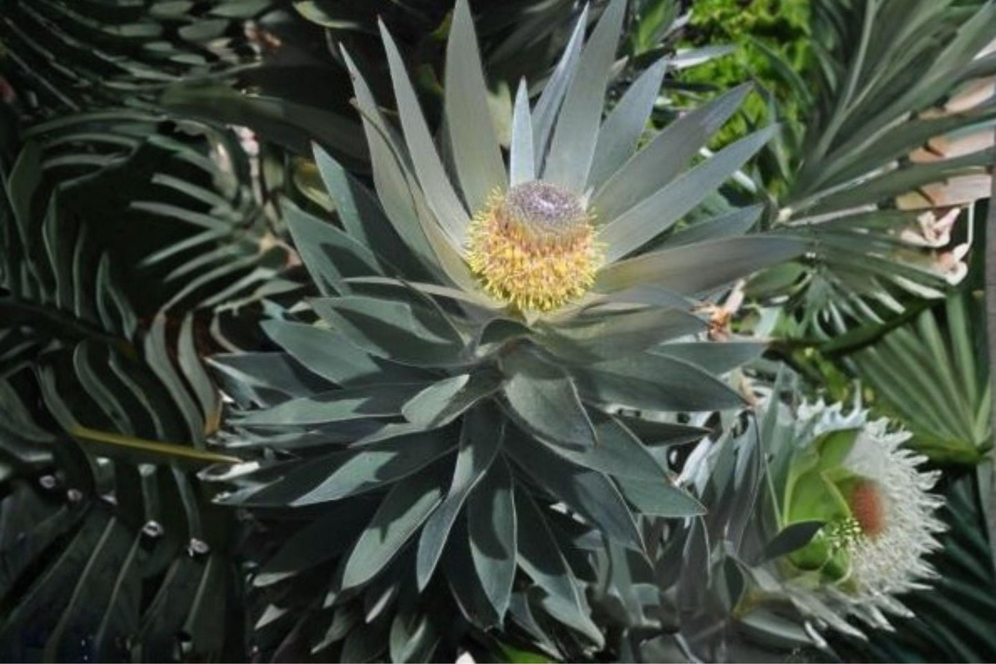 5 Silver Tree Seeds – Leucadendron argenteum – Rare South African Plant – Exotic Evergreen – Collector Seeds
