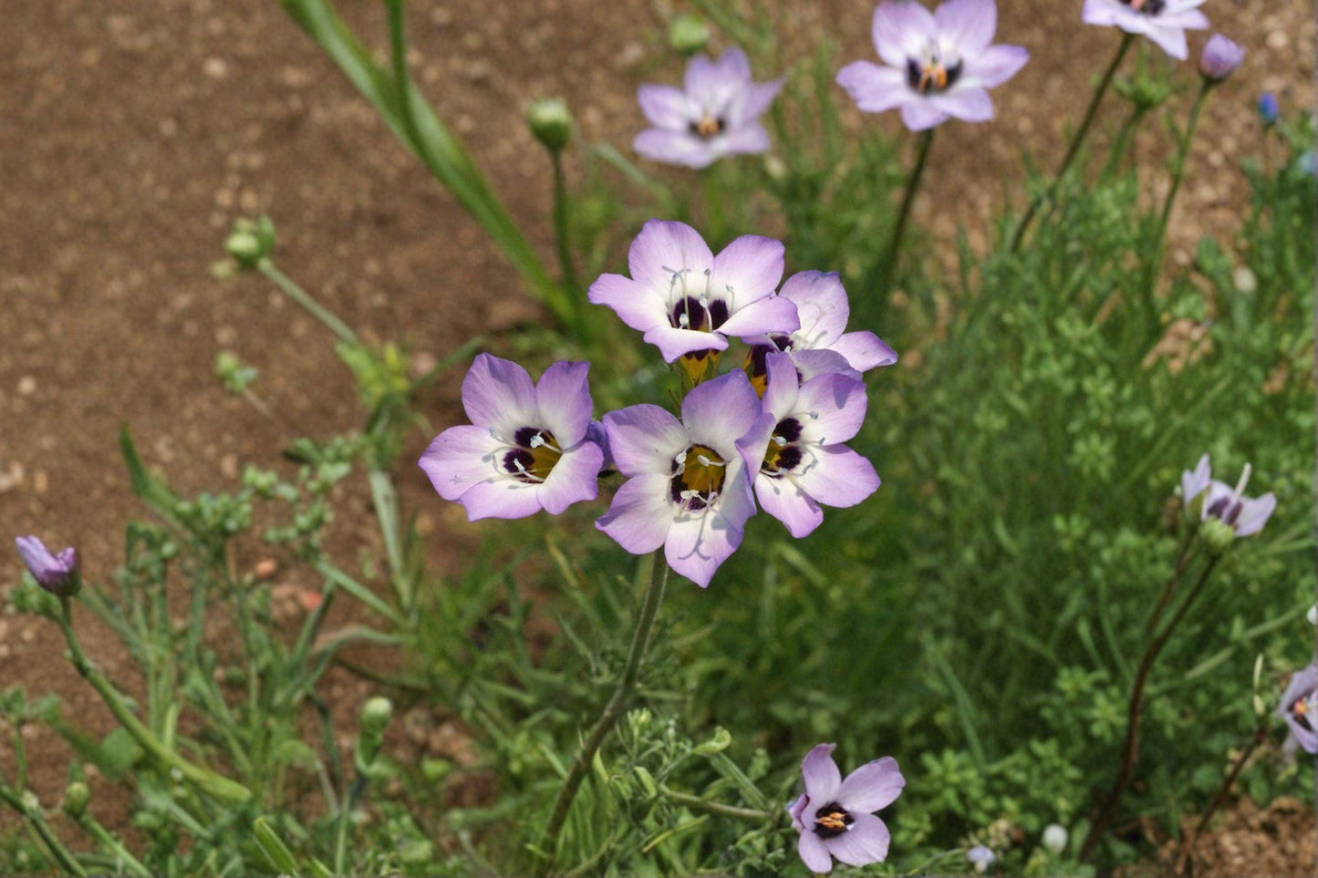 100 Birds Eyes Seeds – Gilia tricolor – California Native Wildflower – Spring Bloom