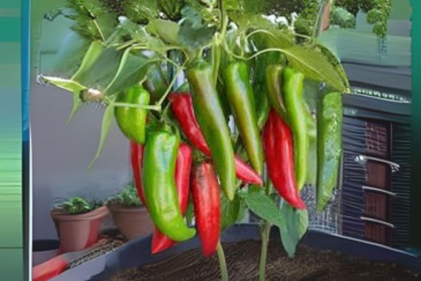 30 Seeds Anaheim Hot Pepper – Mild Chili Variety, Productive Plants for Roasting, Salsa & Cooking