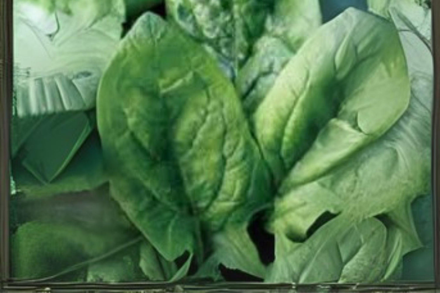 1g Seeds Spinach Viroflay | Giant Heirloom Leafy Green | Classic Vegetable for Home Garden