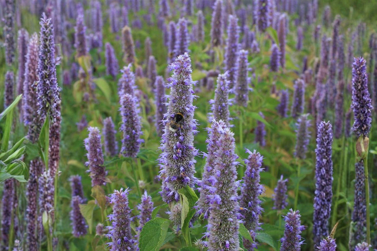 100 Anise Hyssop Seeds – Agastache foeniculum – Native Pollinator Plant – Blue Giant Hyssop