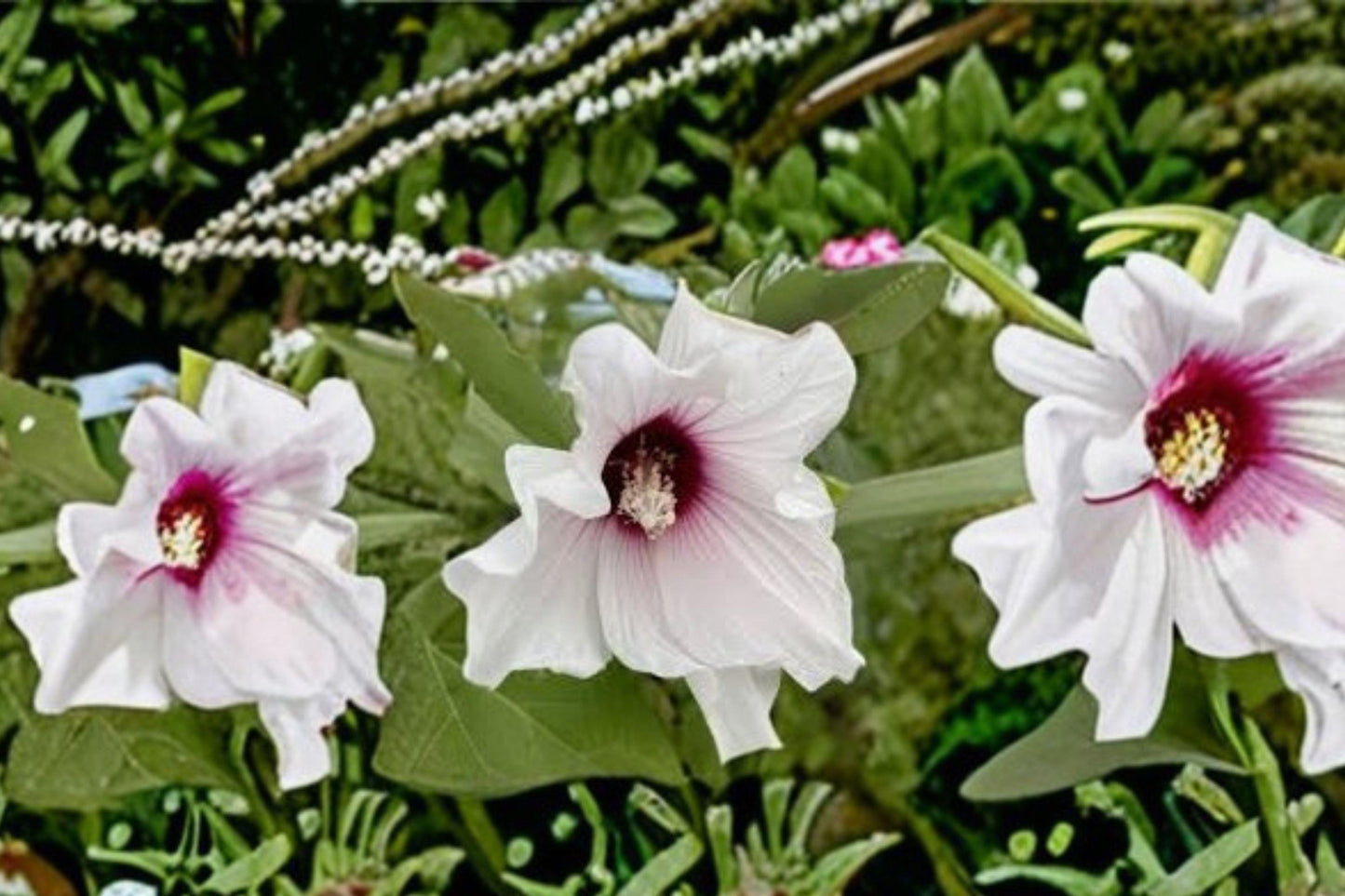 30 Swamp Rose Mallow Seeds: Crimson-Eyed Hibiscus, Hardy Perennial