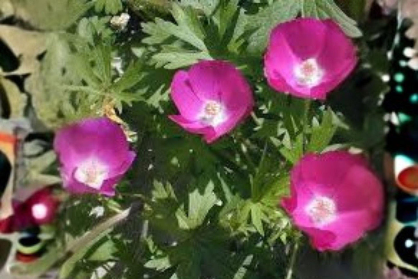 10 Seeds for Planting Callirhoe involucrata – Purple Poppy Mallow, Native Groundcover Wildflower