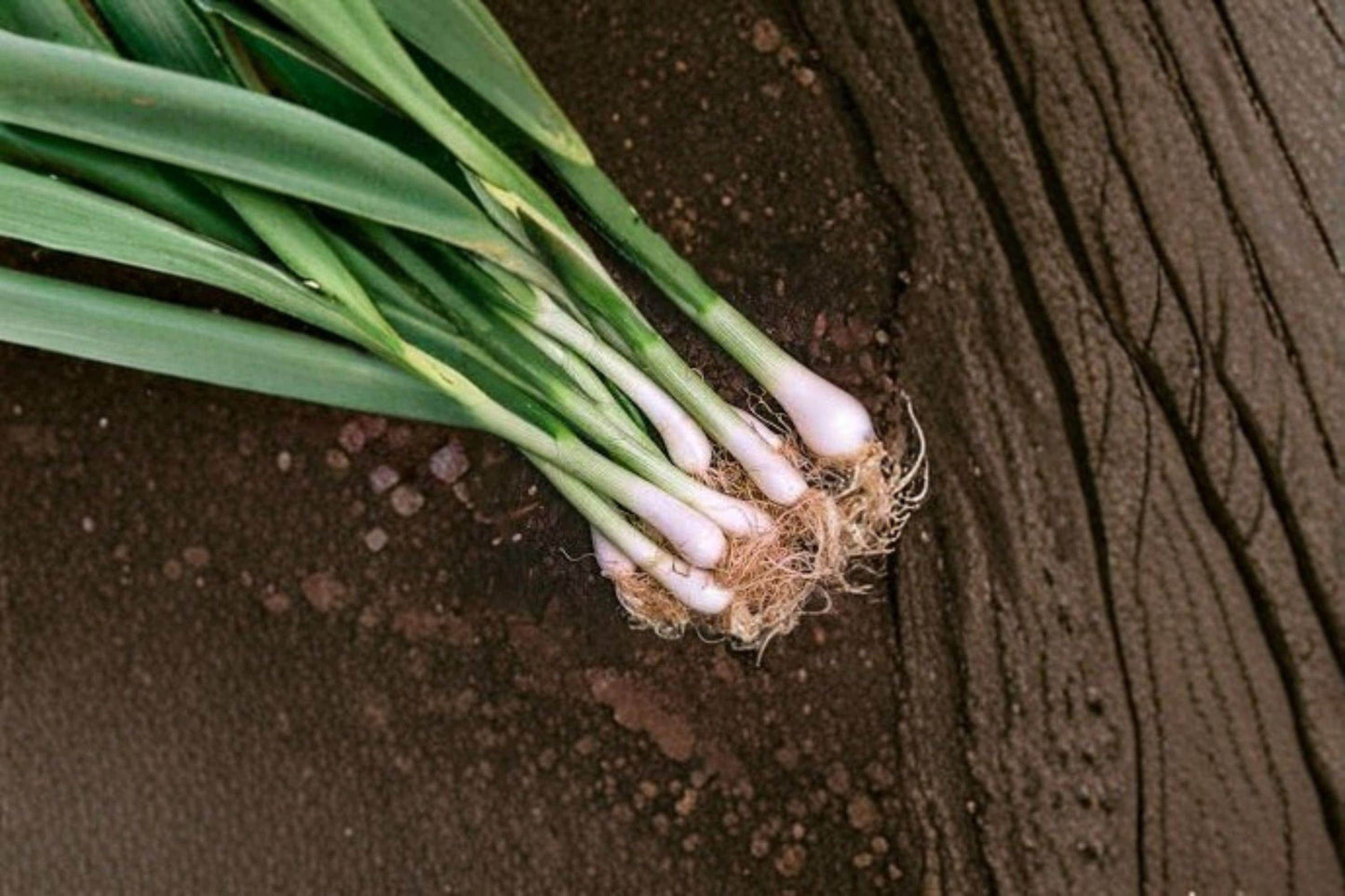 250 mg Seeds for Planting Onion Evergreen Bunching – Non-Bulbing Green Onion, Heirloom Vegetable