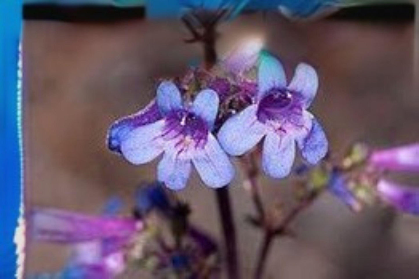 100 mg Penstemon humilis Seeds – Low Beardtongue Wildflower for Rock Gardens & Pollinator Meadows