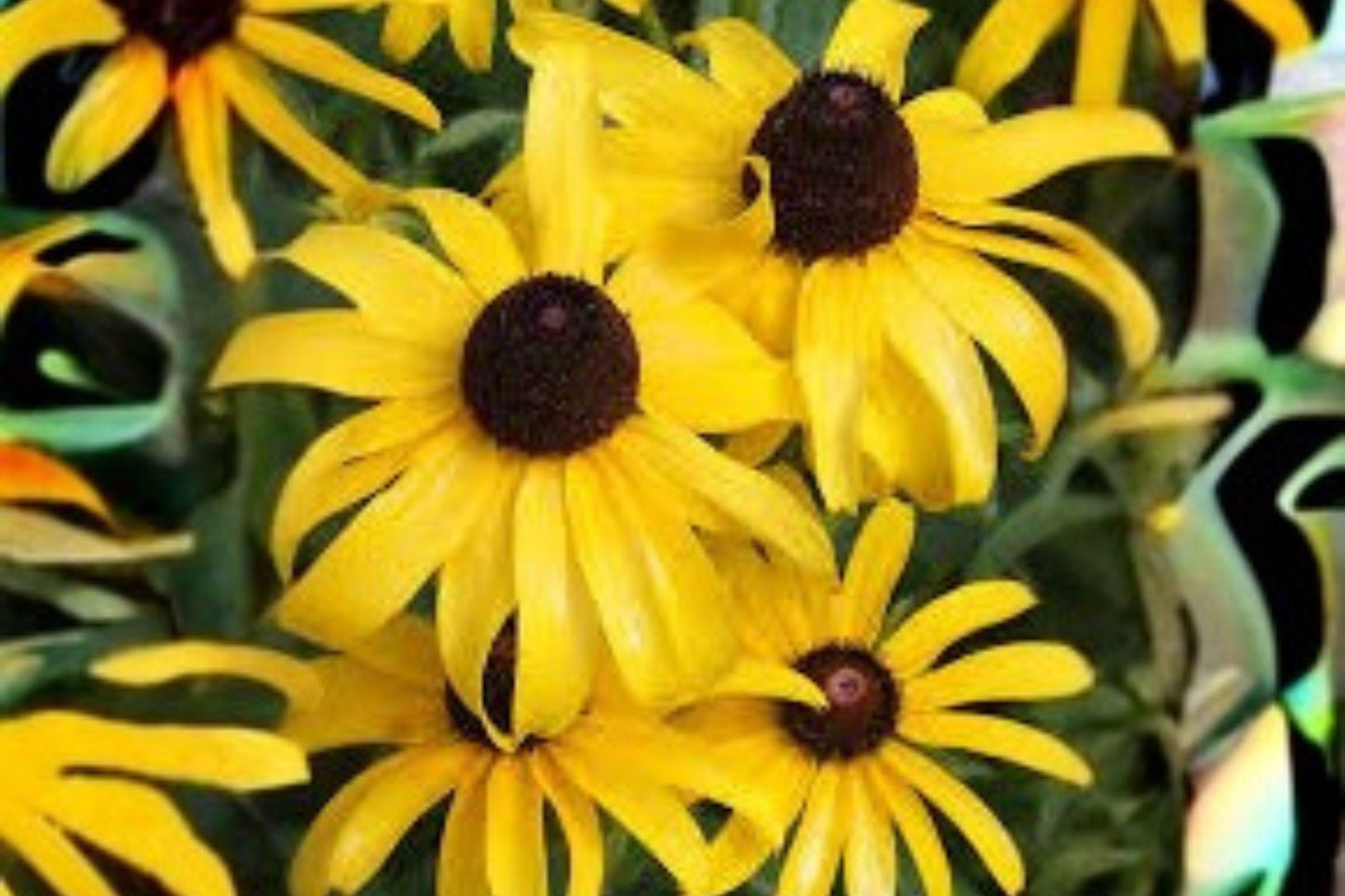 100 mg Black-eyed Susan Seeds (Rudbeckia hirta) – Bright Yellow Native Wildflower for Pollinator Gardens
