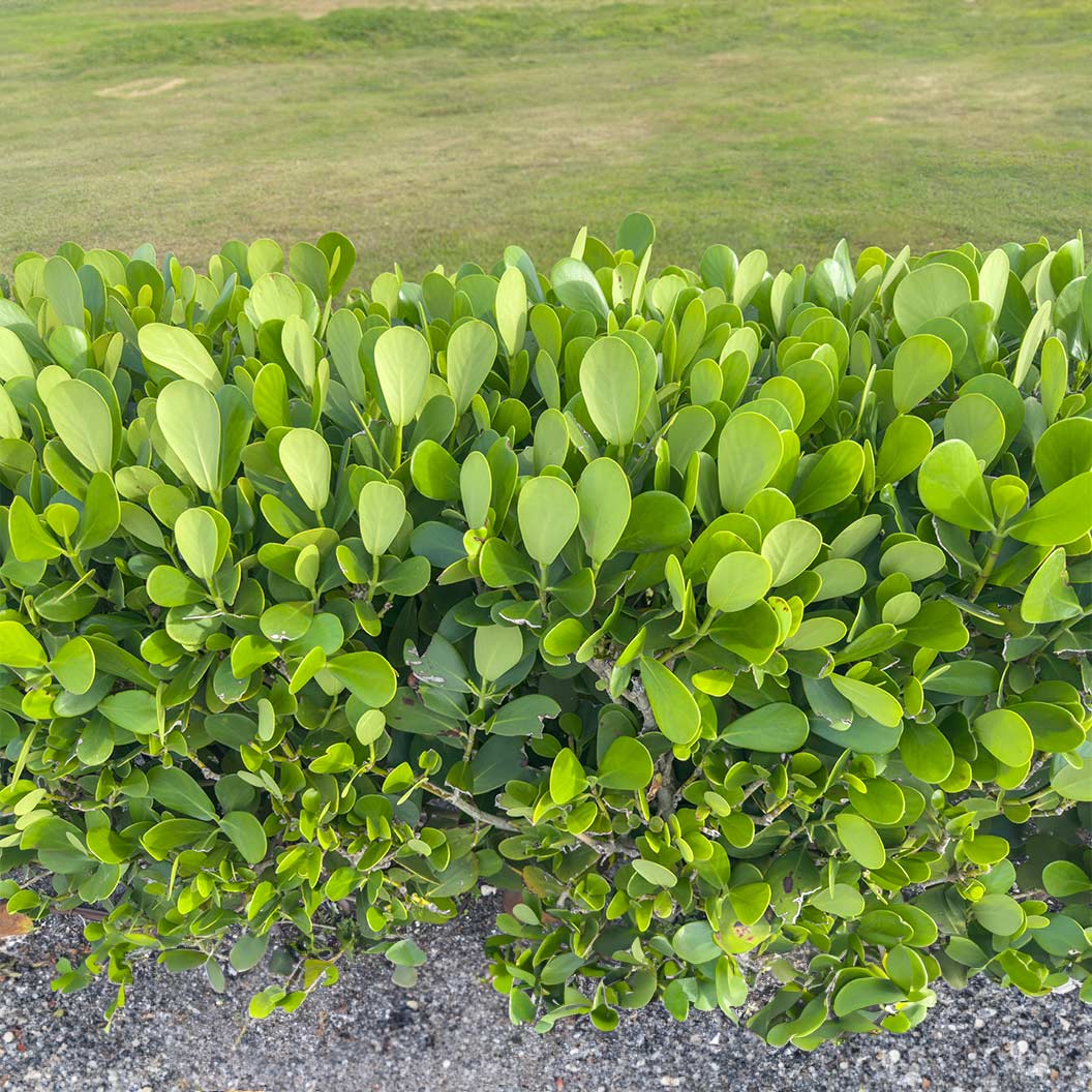 5 Clusia Plants (Clusia rosea) | Bare Root Starter Plants | Autograph Tree | Tropical Hedge | Air Purifying Houseplant