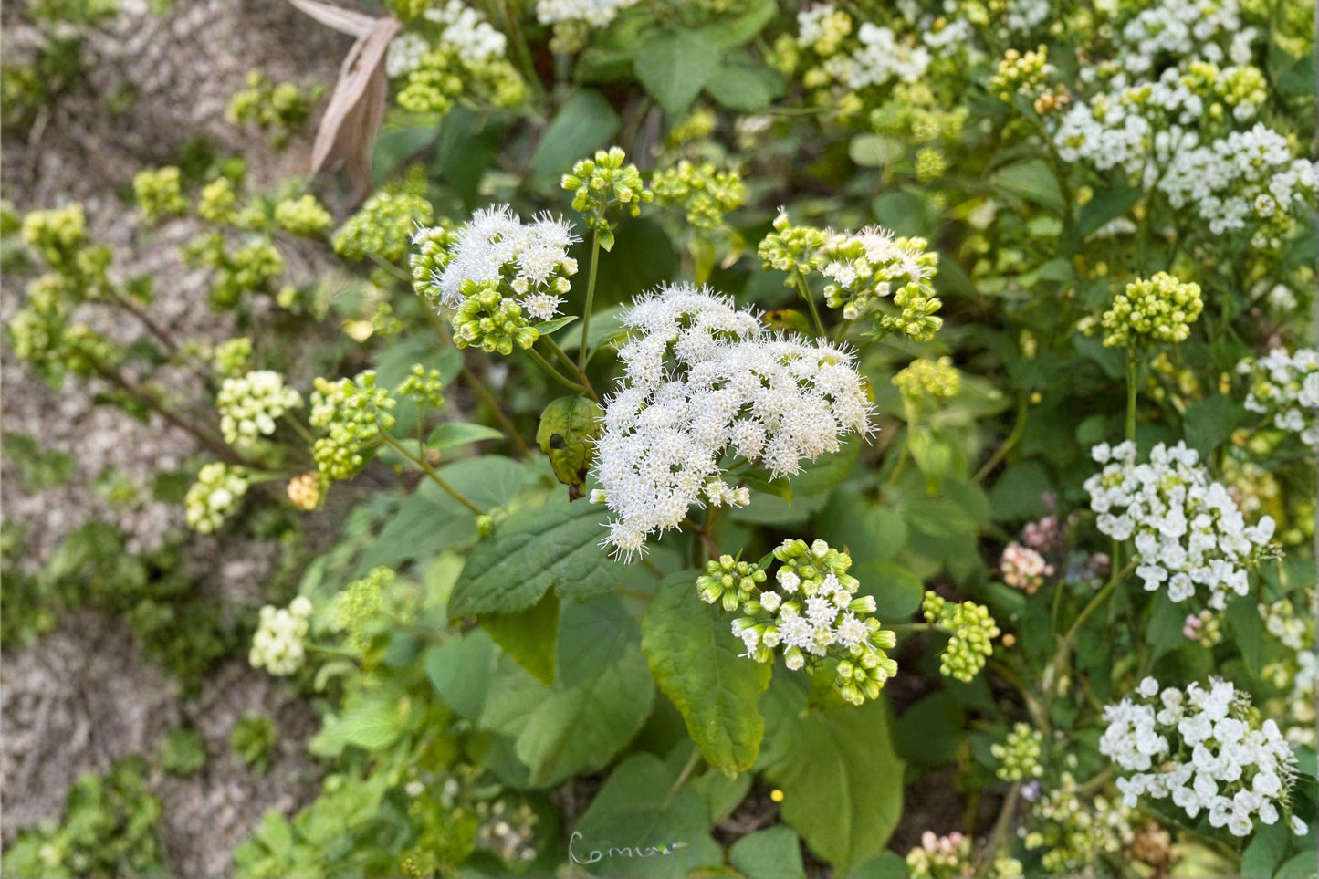 500 Seeds for Planting Ageratina altissima – White Snakeroot, Native Woodland Wildflower