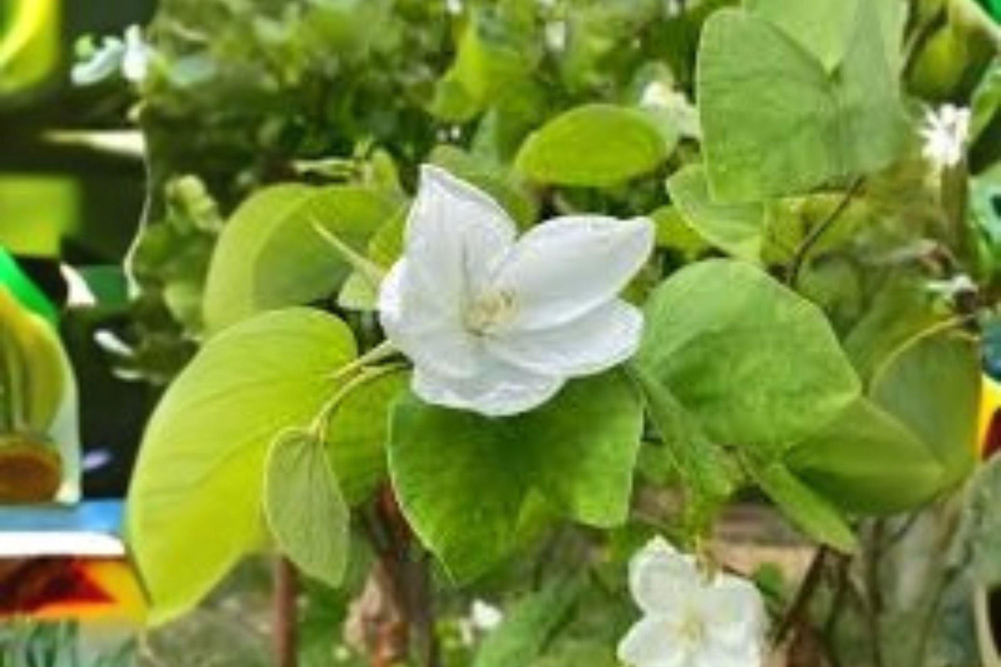 Bauhinia Alba Seeds: 10 White Orchid Tree Seeds, Tropical Garden Plant