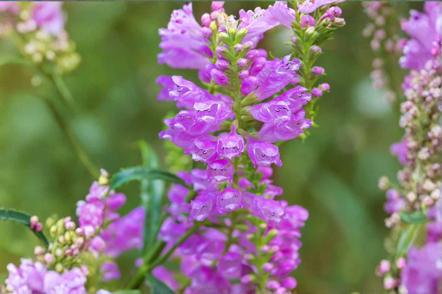 50 Obedient Plant Seeds – Physostegia virginiana – Native Perennial – Pollinator Friendly – Pink Flower Seeds