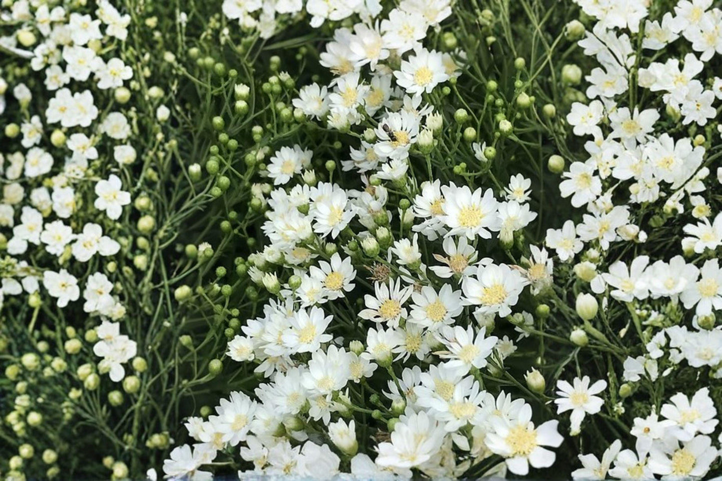 100 Upland White Goldenrod Seeds – Oligoneuron album – Native Wildflower – Drought Tolerant – Pollinator Plant