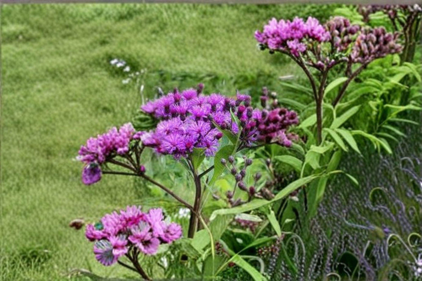 100 mg seeds for planting Vernonia noveboracensis (New York Ironweed)
