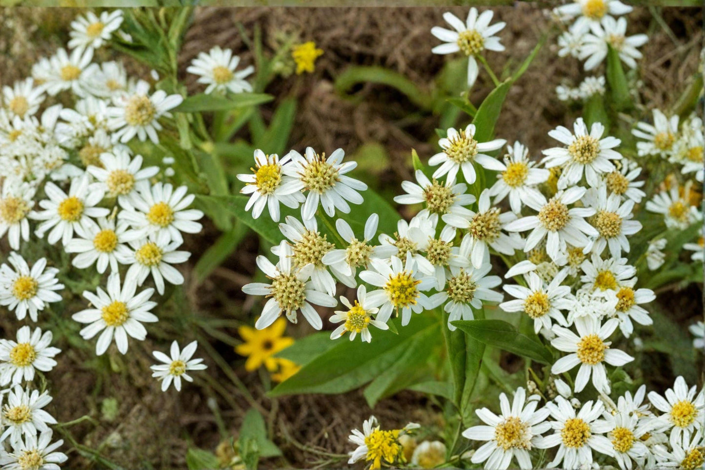 100 Flat Topped Aster Seeds – Doellingeria umbellata – Native Pollinator Flower