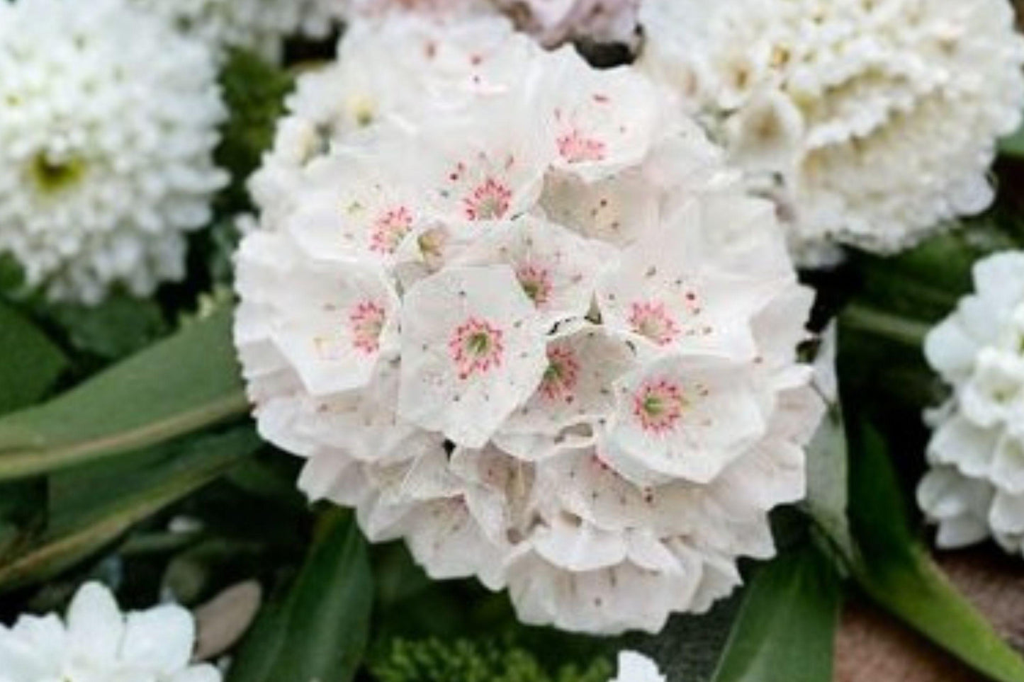 100 Mountain Laurel Seeds – Kalmia latifolia – Native Evergreen Shrub