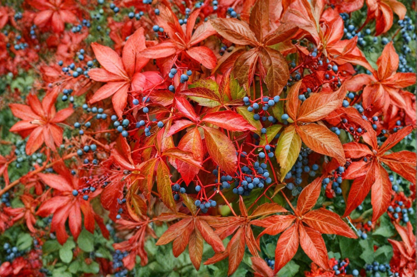 10 Virginia Creeper Seeds – Parthenocissus quinquefolia – Native Climbing Vine